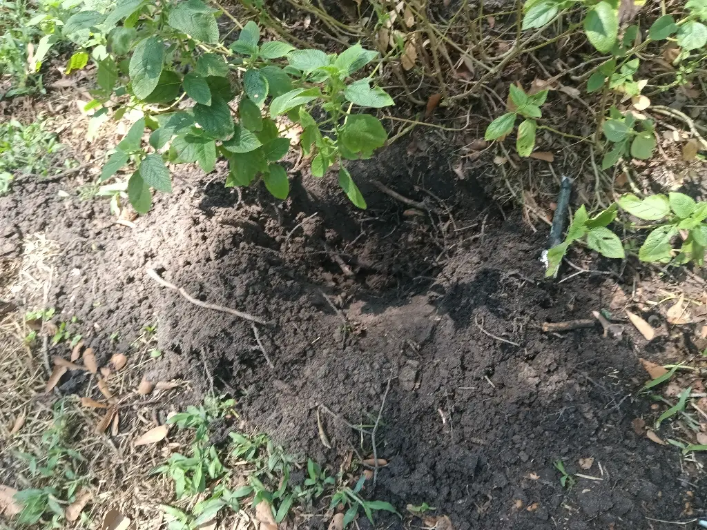 PVC pipe leaking in flower bed