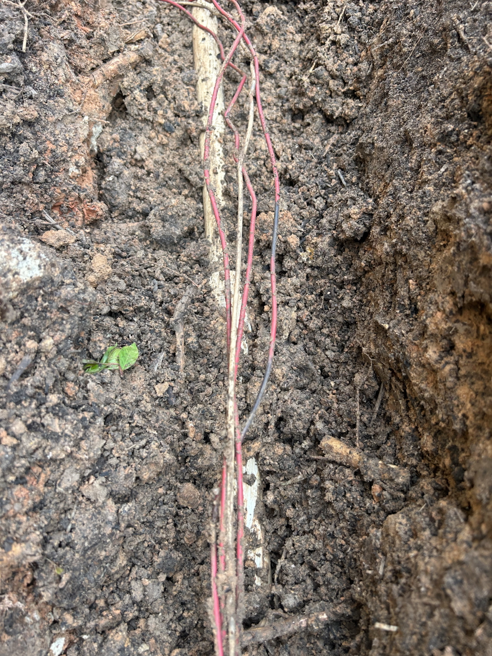 After Irrigation Valve