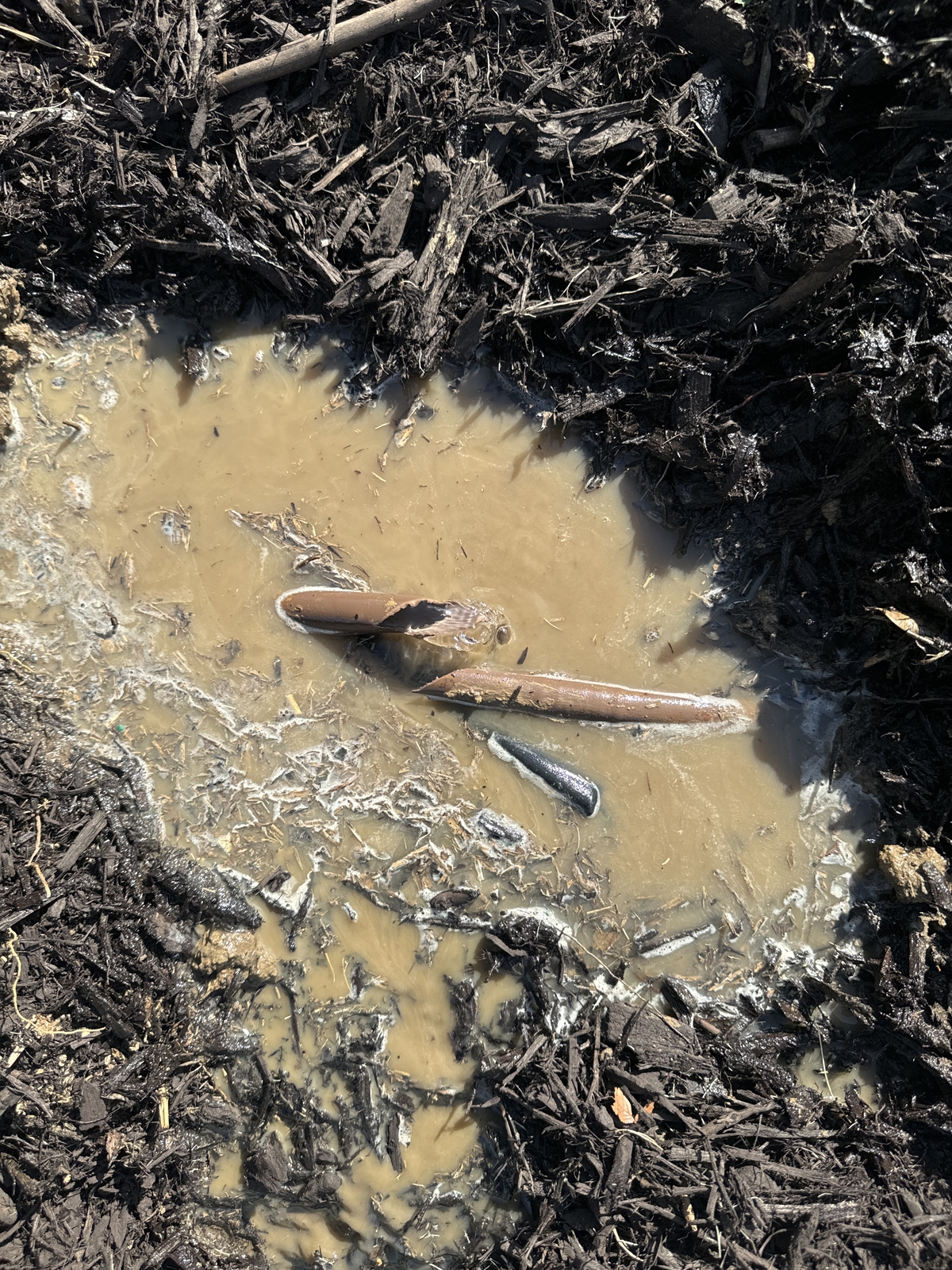 Before Service - Diagnostic